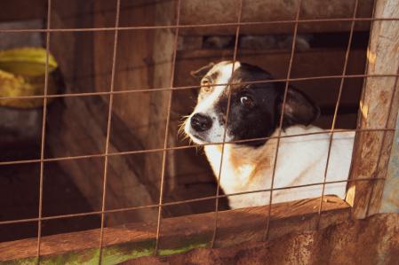 Muchos animales fueron adoptados al inicio de la pandemia, pero abandonados de nuevo al levantarse las restricciones.