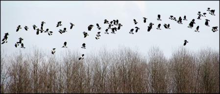 Las aves despegan el vuelo sobre el estanque de Sils