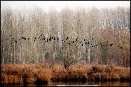 Los pájaros en el Estanque de Sils