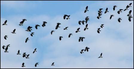 Es patrimonio del municipio de Sils