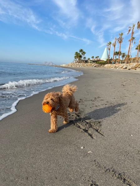 Harry, caniche, se refresca y juega en una playa de Cádiz a primera hora de la mañana, cuando no hay gente ni mucho sol.
