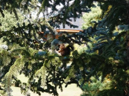 Ardilla en la Cerdanya, mirando a cámara