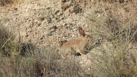 Detalle del conejo de bosque.