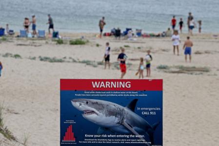 Este año se han registrado 63 ataques de tiburón y seis muertes