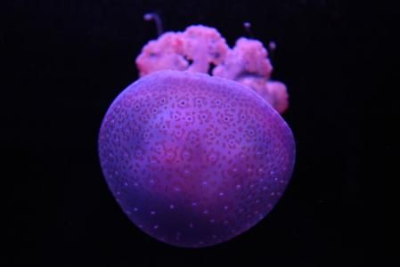 Algunas medusas pueden producir luz