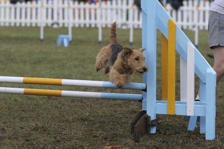 Welsh Terrier