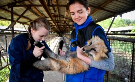 La crianza de zorros mansos sigue hoy en día, sobre todo en Rusia