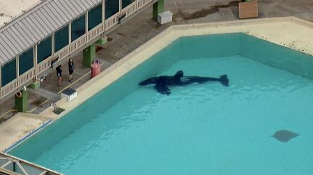 Amaya mostró síntomas de debilitamiento el 18 de agosto y murió dos días más tarde