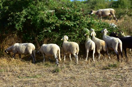 Un rebaño de ovejas comiendo un arbusto.