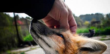 En el caso de que alguien quiera tener un zorro como mascota debe saber que tendrá a cargo una vida. Y será un animal que necesitará unos cuidados mucho más exigentes que los de cualquier otro animal doméstico. Por lo tanto, los zorros no son para todo el mundo.
