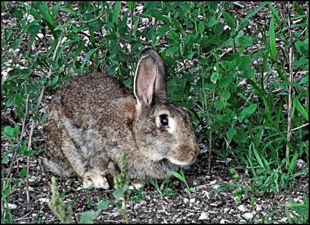 Hay una gran diversidad de animales en la zona