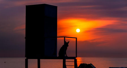 El sol vuelve a los amaneceres en Fuengirola bajo la mirada de un pastor alemán