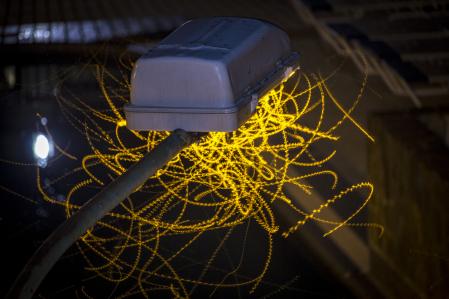 Las luces blancas son las que producen una mayor alteración en la conducta de los insectos nocturnos .