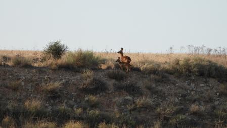 Los corzos en Urgell