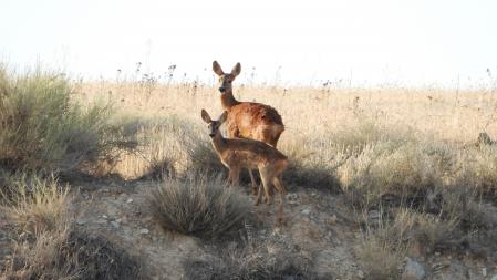 Curiosos corzos en la población de Altet
