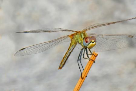 La libélula hembra es de color verde