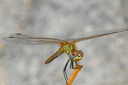La libélula llega a Barcelona