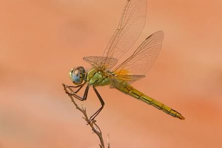 Las libélulas buscan un lugar húmedo