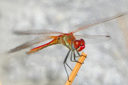 Las libélulas macho son de color rojizo