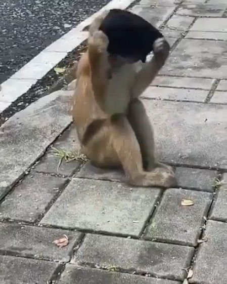 El animal encuentra una mascarilla tirada en la calle y no duda ponérsela