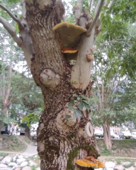 Inonotus hispidas en un fresno.