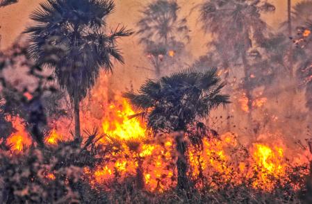 La deforestación en la Amazonia, con grandes incendios provocados, es una de las causas de la pérdida de diversidad forestal .