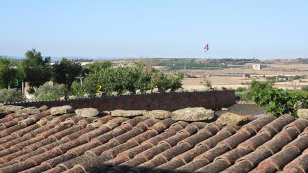 Las 4 aves localizadas.