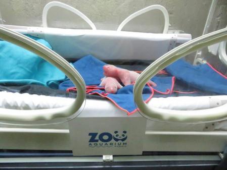 Las crías recién nacidas en el Zoo Aquarium de Madrid. (EFE / Zoo Aquarium de Madrid/Faunia/Atlantis Aquarium)