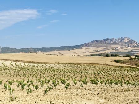 Viñedo de Cellorigo