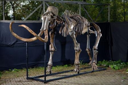 Esqueleto de un mamut