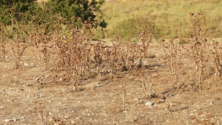 Solución al Reto visual de la collalba gris.