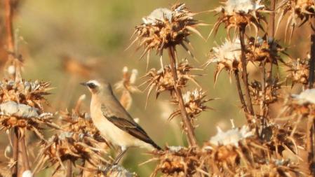 La collalba gris, en detalle.