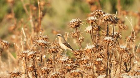La collalba gris, en detalle.