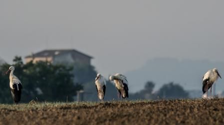 Las cigüeñas vuelven al Santuario de la Gleva por la festividad de la Virgen.