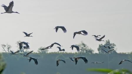 Las cigüeñas vuelven al Santuario de la Gleva por la festividad de la Virgen.