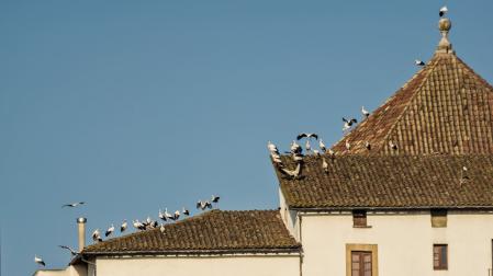 Las cigüeñas vuelven al Santuario de la Gleva por la festividad de la Virgen.
