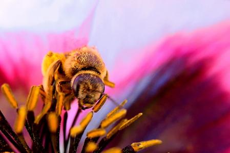 La abeja dándose un festín de polen en una amapola del huerto del monasterio de Pedralbes.