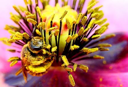 La abeja dándose un festín de polen en una amapola del huerto del monasterio de Pedralbes.