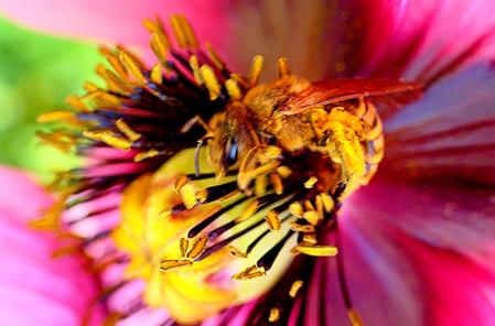 La abeja dándose un festín de polen en una amapola del huerto del monasterio de Pedralbes.
