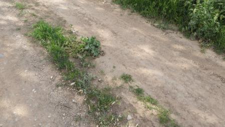 Reto visual: ¿Dónde está la mariposa?