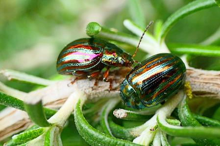 El color metalizado es una de sus grandes características.