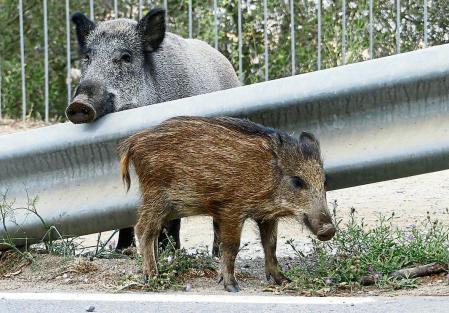 Jabalís en el Tibidabo.