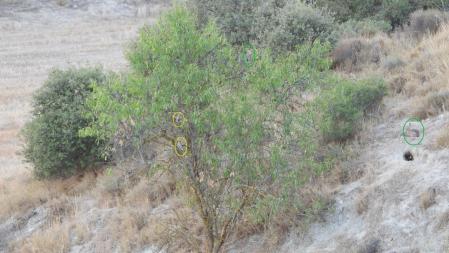 Solución al Reto visual del puput y el conejo.