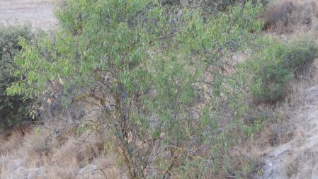 Reto visual: ¿Dónde están las abubillas?