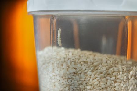 Las larvas se alimentan de los productos naturales como la harina, el pan rallado, las legumbres, el arroz, etc