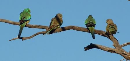 Ejemplares de perico variado ('Psephotellus varius')​, una de las especies mencionadas en el nuevo estudio .