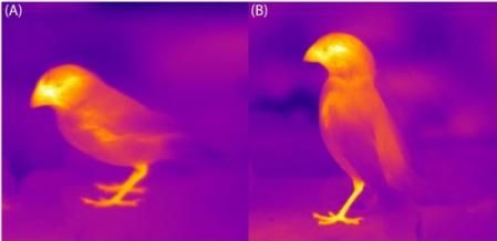 Estudio del intercambio de calor a través del pico en ejemplares de 'Geospiza fortis' y  'Geospiza fuliginosa' . .