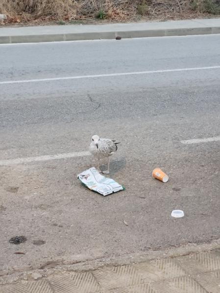 Gaviota comiendo la bolsa de plástico en Roses.