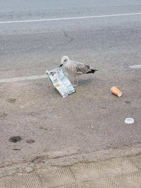 Gaviota comiendo la bolsa de plástico en Roses.