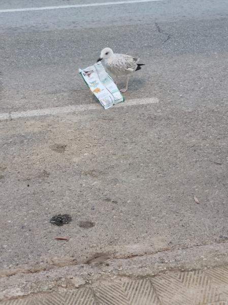 Gaviota comiendo la bolsa de plástico en Roses.